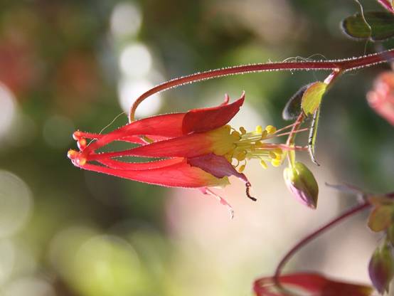 Ancolie du Canada, Aquilegia canadensis Little Lanterns Godet de 8/9 cm