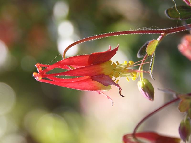 Ancolie du Canada, Aquilegia canadensis Little Lanterns Godet de 8/9 cm
