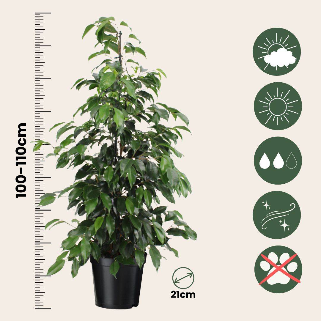 Plant In A Box - Ficus pleureur - Ficus benjamina 'Danielle' - Hauteur 100-110cm - ⌀21cm - Image 6