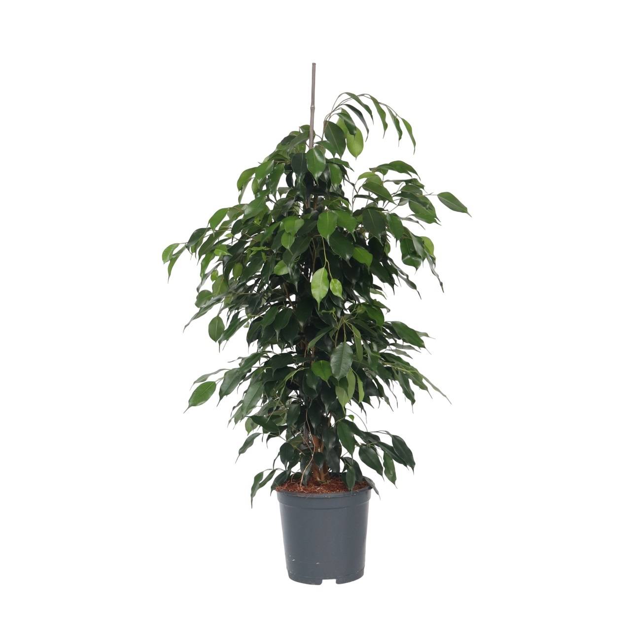 Plant In A Box - Ficus pleureur - Ficus benjamina 'Danielle' - Hauteur 100-110cm - ⌀21cm - Image 1