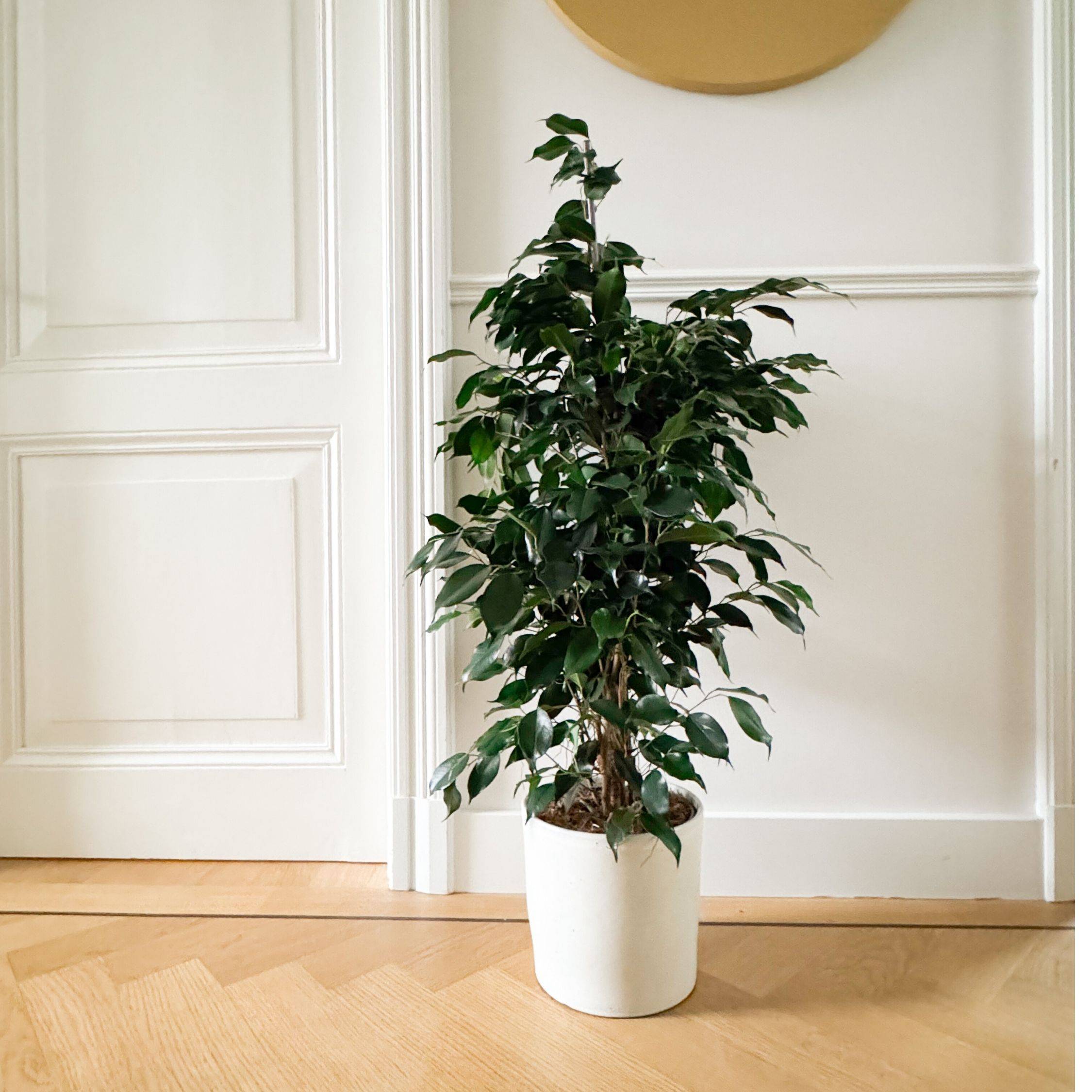 Plant In A Box - Ficus pleureur - Ficus benjamina 'Danielle' - Hauteur 100-110cm - ⌀21cm - Image 2