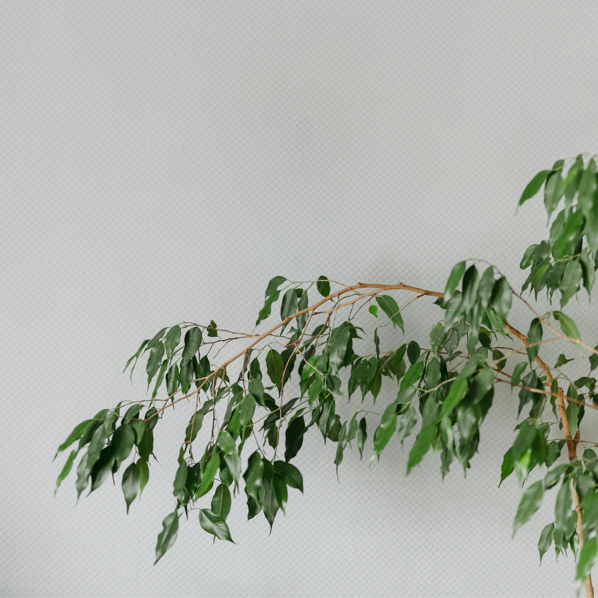 Plant In A Box - Ficus pleureur - Ficus benjamina 'Danielle' - Hauteur 100-110cm - ⌀21cm - Image 5