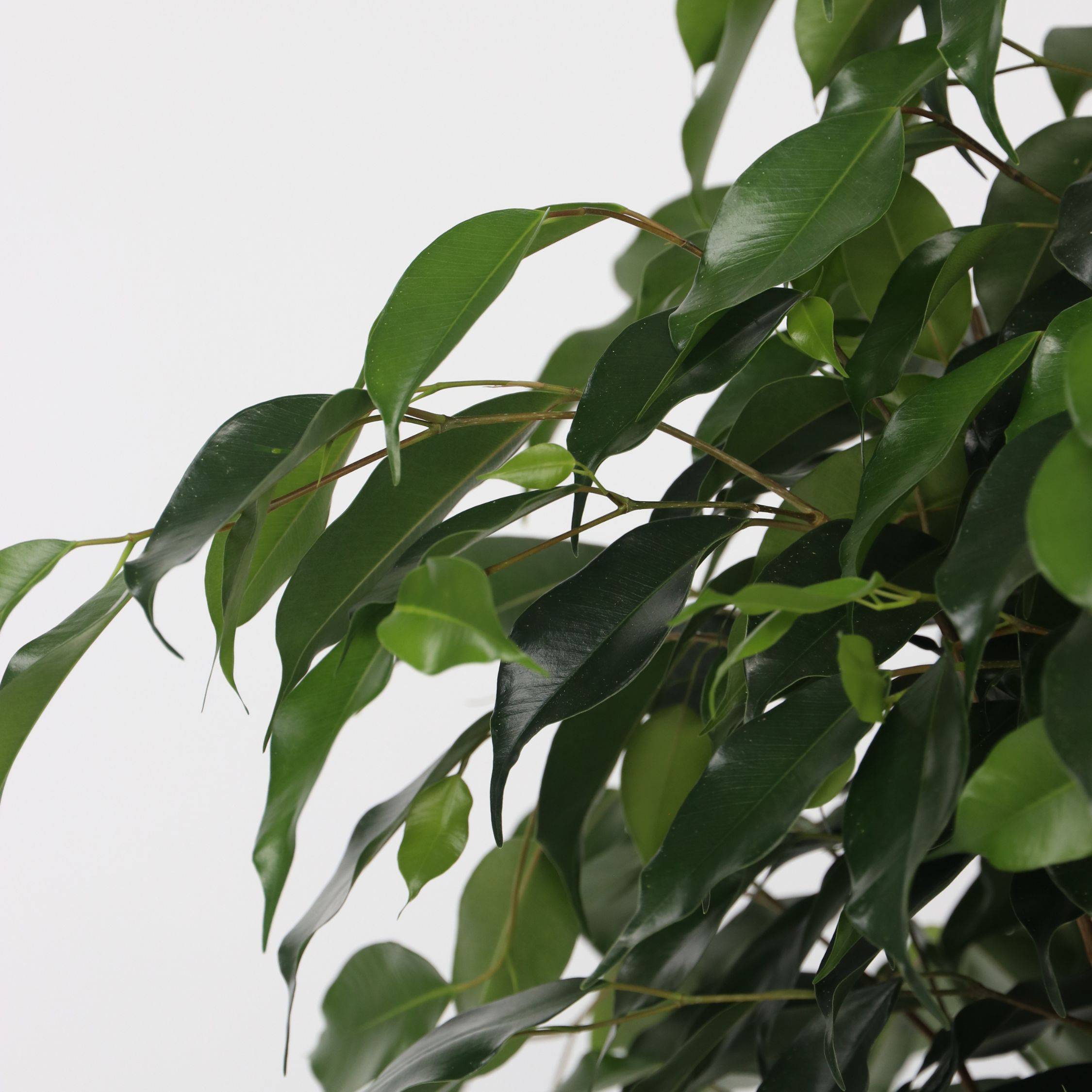 Plant In A Box - Ficus pleureur - Ficus benjamina 'Danielle' - Hauteur 100-110cm - ⌀21cm - Image 4
