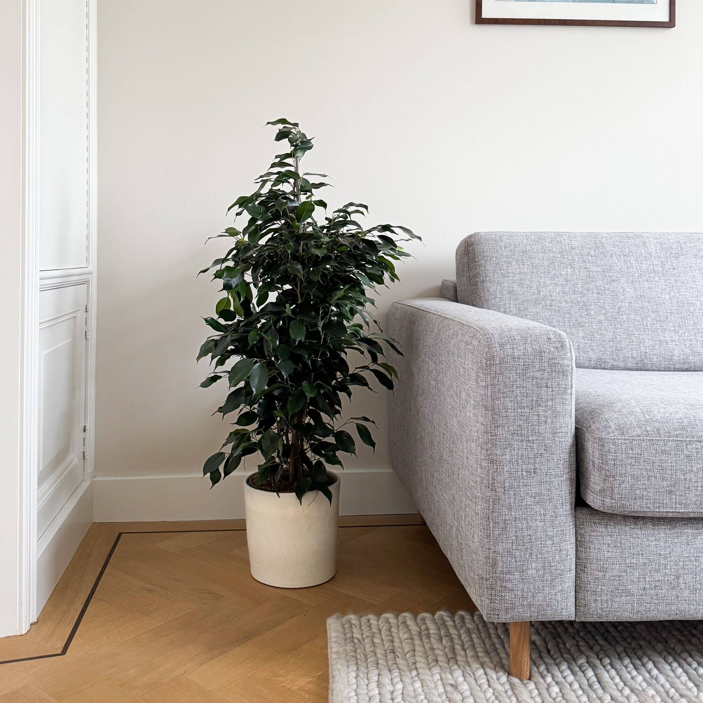 Plant In A Box - Ficus pleureur - Ficus benjamina 'Danielle' - Hauteur 100-110cm - ⌀21cm - Image 3