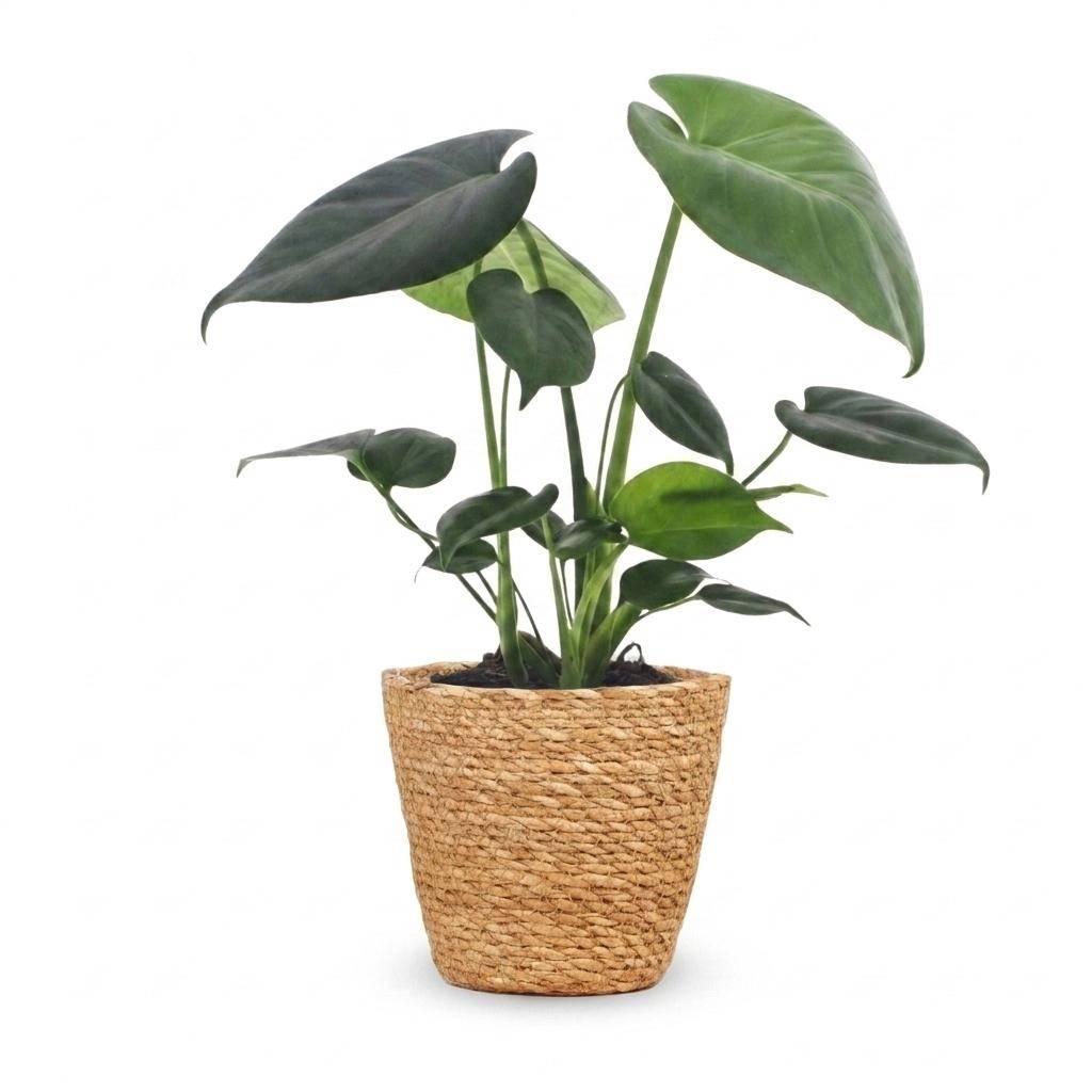 Monstera Deliciosa - Pot de 12cm - 1 plante - Panier - Plantes d'intérieur - Image 2