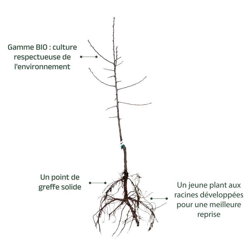Prunier 'Sainte Catherine' BIO (Prunus domestica 'Sainte Catherine') - Scion de 150cm - Pépinières Naudet - Image 3