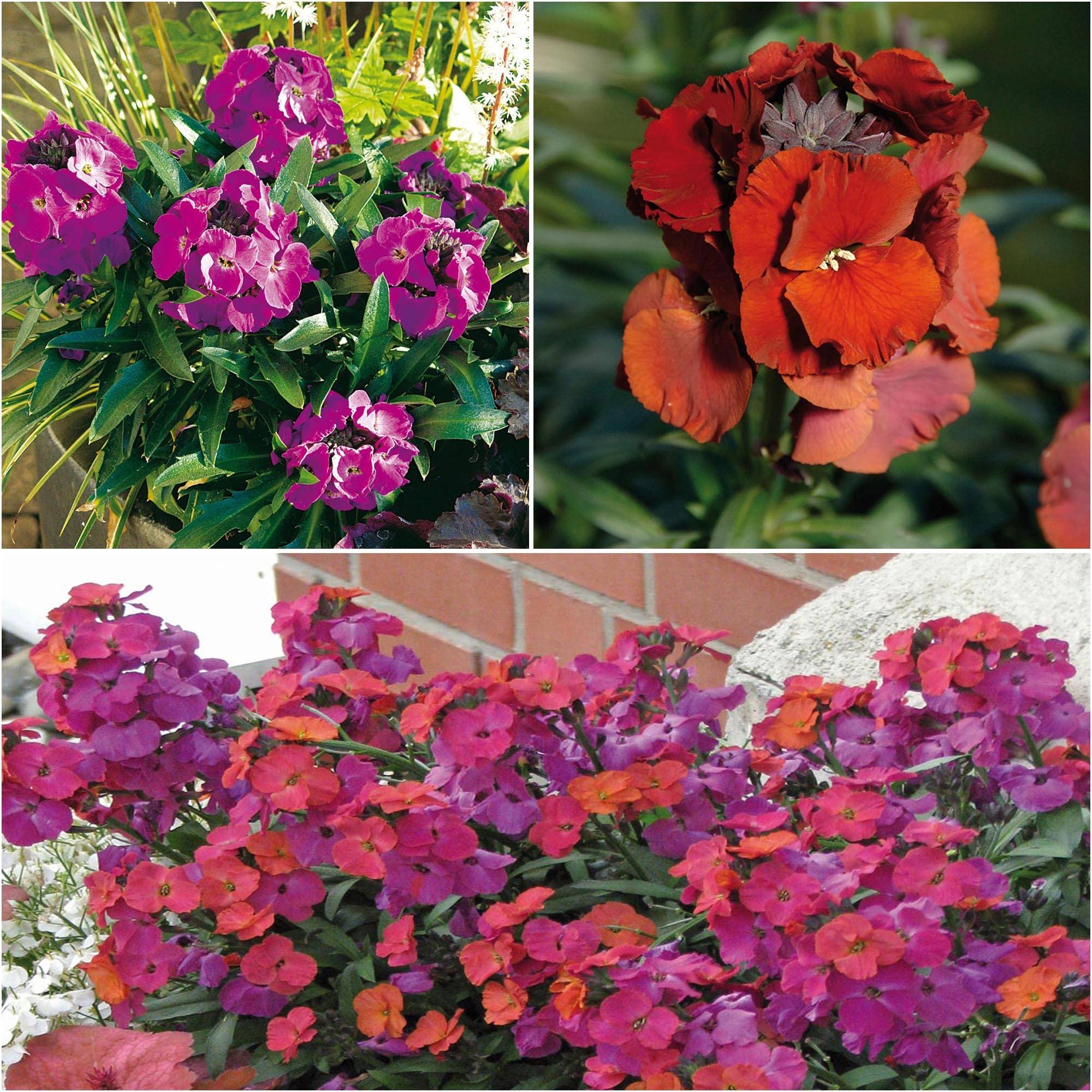 Promesse de Fleurs - Collection de 3 Giroflées vivaces - Erysimum Winter - Collection de 3 plantes
