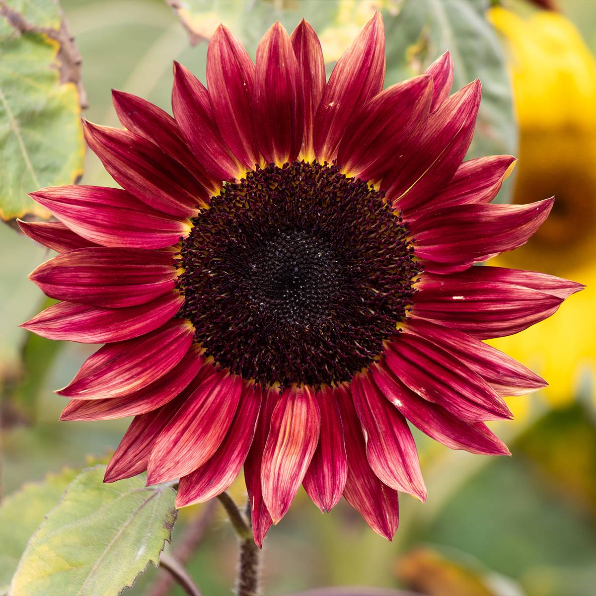Promesse de Fleurs - Graines de Tournesol Desire Red F1- Helianthus annuus le sachet de 10 graines environ