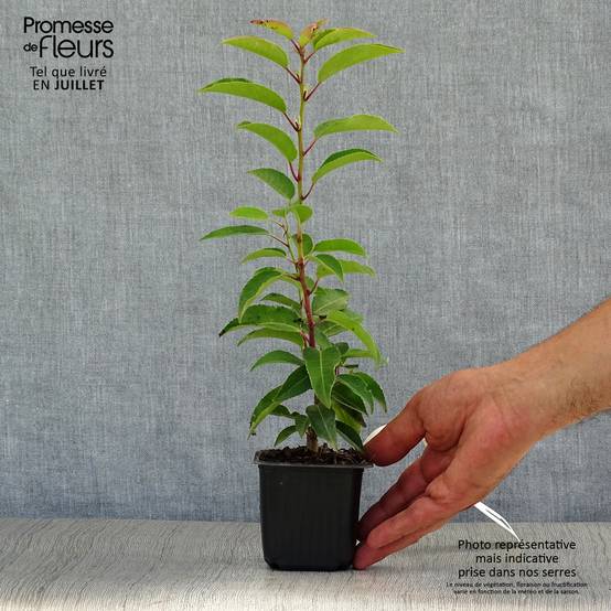 Promesse de Fleurs - Laurier du Portugal, Prunus lusitanica Angustifolia Godet de 8/9 cm - Image 2