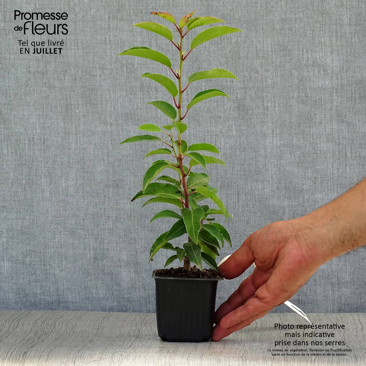 Promesse de Fleurs - Laurier du Portugal, Prunus lusitanica Angustifolia  Godet de 8/9 cm - Image 2