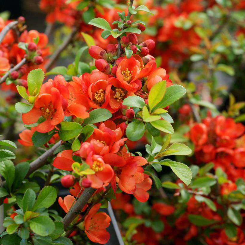 Promesse de Fleurs - Cognassier du Japon Sargentii - Chaenomeles japonica Pot de 3L/4L - Image 1