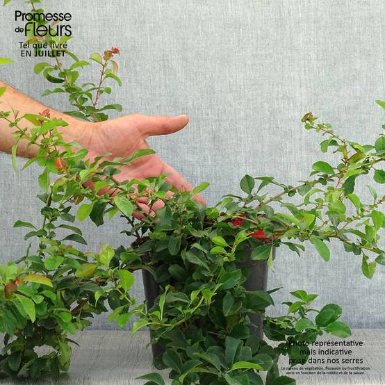 Promesse de Fleurs - Cognassier du Japon Sargentii - Chaenomeles japonica Pot de 3L/4L - Image 2