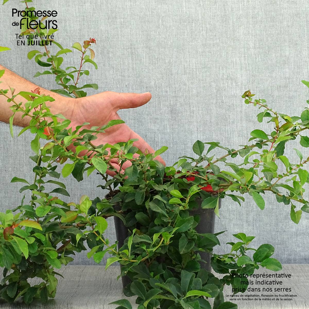 Promesse de Fleurs - Cognassier du Japon Sargentii - Chaenomeles japonica Pot de 3L/4L - Image 2