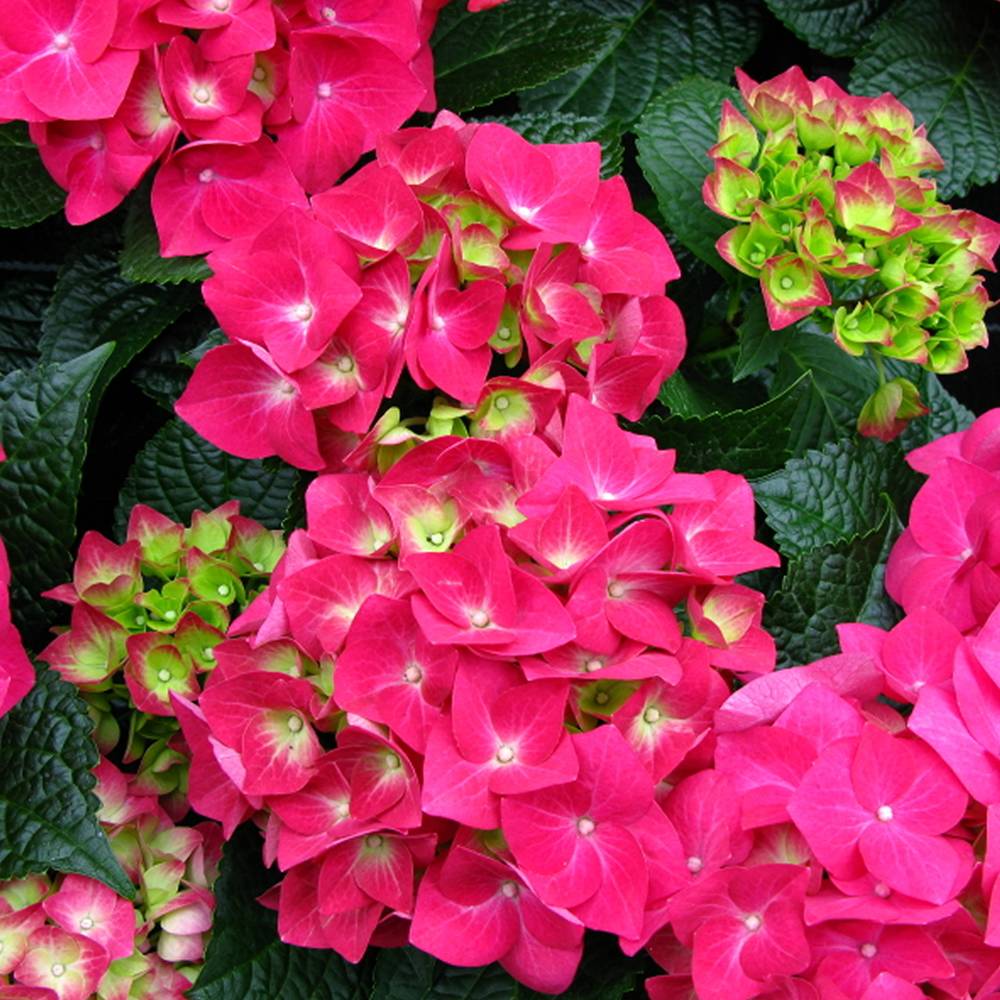 Gardenersdream - Hortensia macrophylla 'Teller Rose' arbuste à feuilles caduques plante résistante en pot - GardenersDream - Image 3