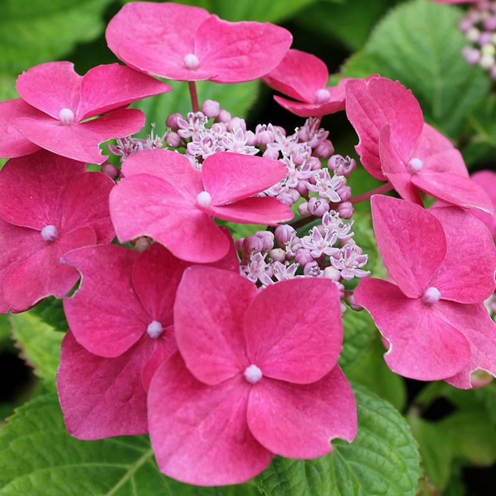 Gardenersdream - Hortensia macrophylla 'Teller Rose' arbuste à feuilles caduques plante résistante en pot - GardenersDream - Image 1