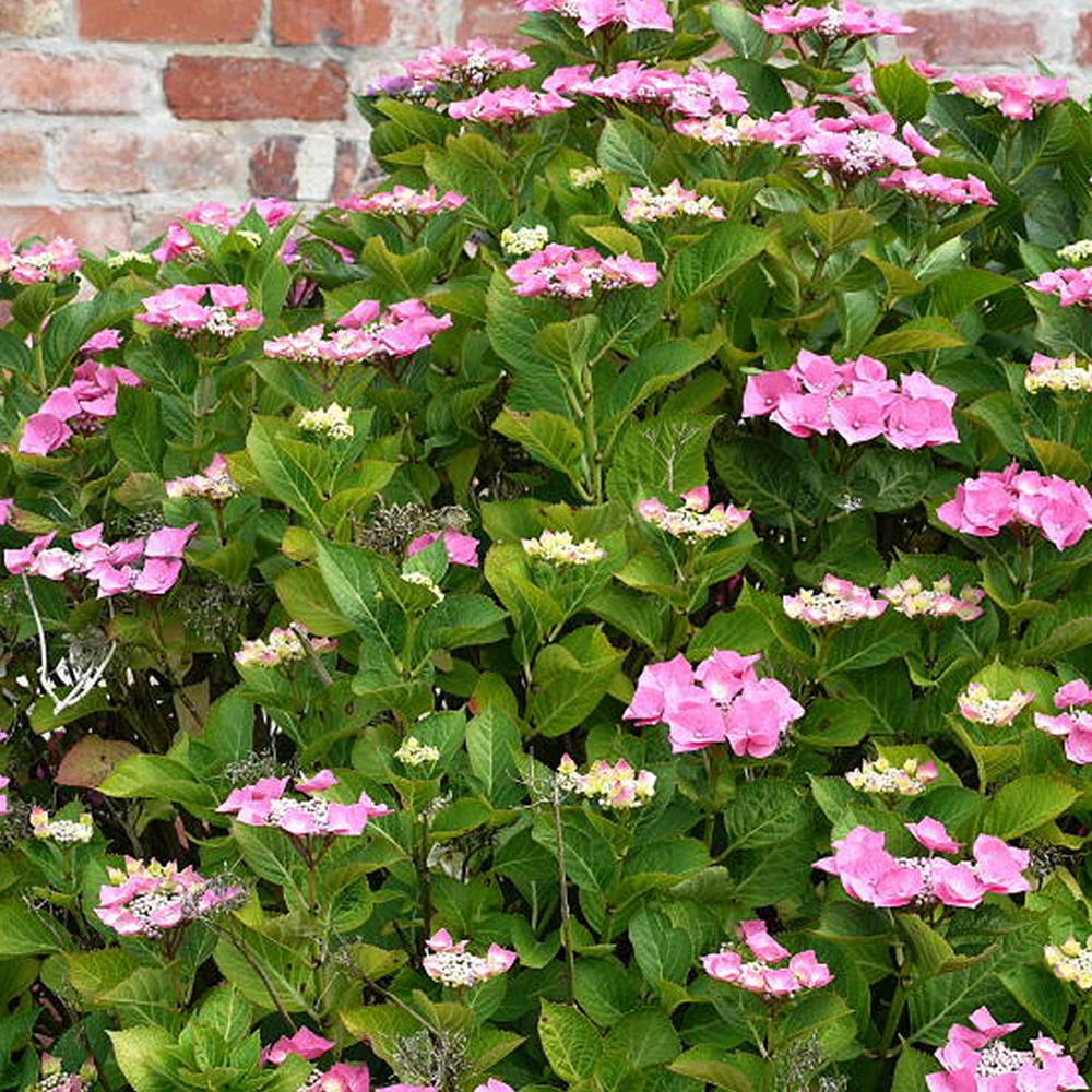 Gardenersdream - Hortensia macrophylla 'Teller Rose' arbuste à feuilles caduques plante résistante en pot - GardenersDream - Image 2