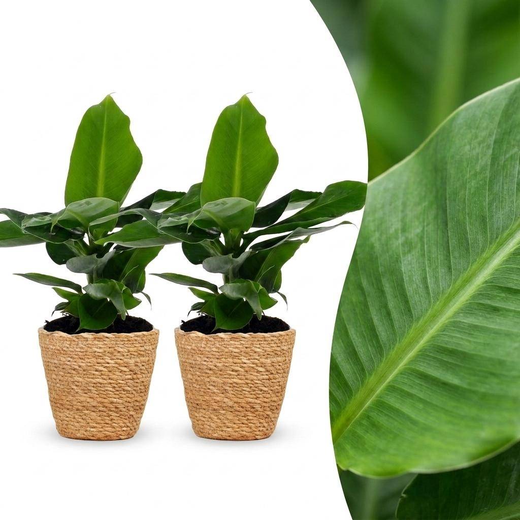 Musa Oriental Dwarf - Bananier nain oriental - Pot de 12cm - 1 plante - Plantes d'intérieur - Image 10