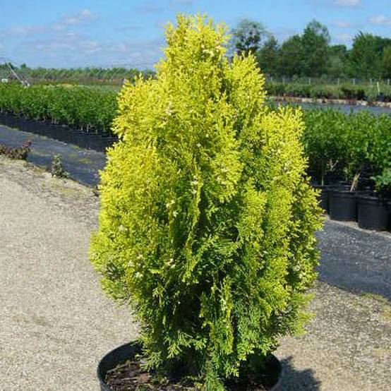 Thuya d'orient Semperaurea, Thuja orientalis - Pot de 3L - 20/40 cm - Image 1