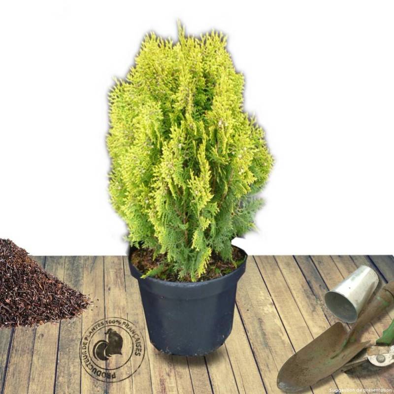 Thuya d'orient Semperaurea, Thuja orientalis - Pot de 3L - 20/40 cm - Image 6