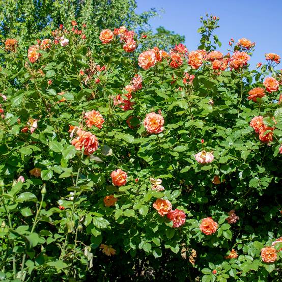 Rosier grimpant Aloha de Kordes KORwesrug Pot de 4L/5L