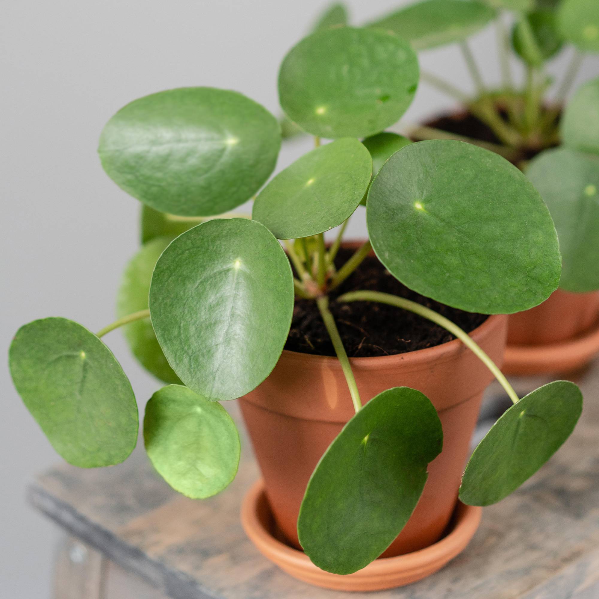 Gardenersdream - Pilea Peperomioides Plante À Monnaie Chinoise De 20 À 30 Cm Plante D'Intérieur - GardenersDream - Image 1