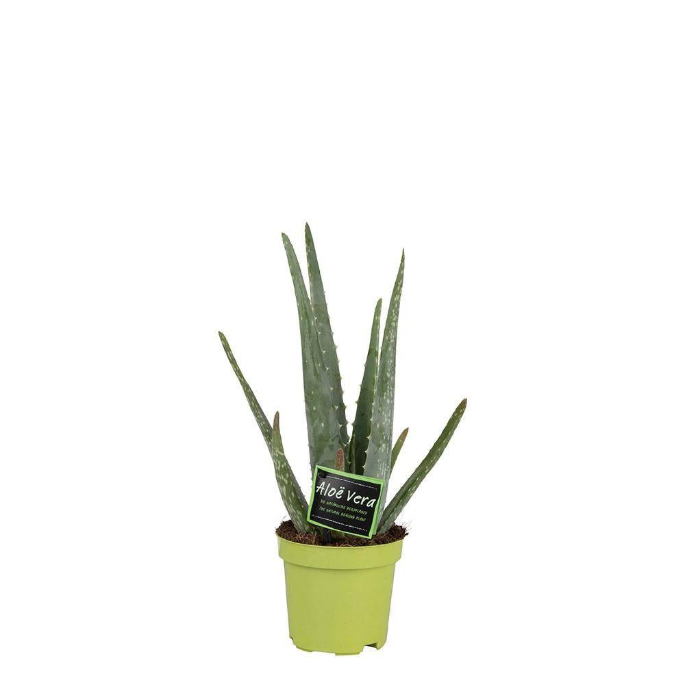 Aloe Vera Barbadensis 35cm - Plante d'intérieur- La Green Touch - Image 1