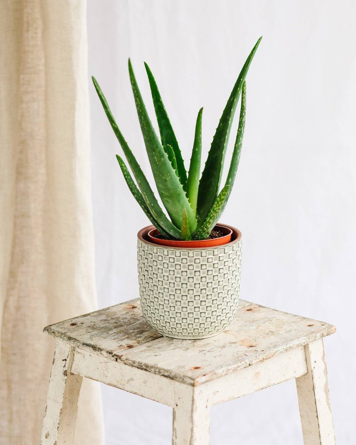 Aloe Vera Barbadensis 35cm - Plante d'intérieur- La Green Touch - Image 2