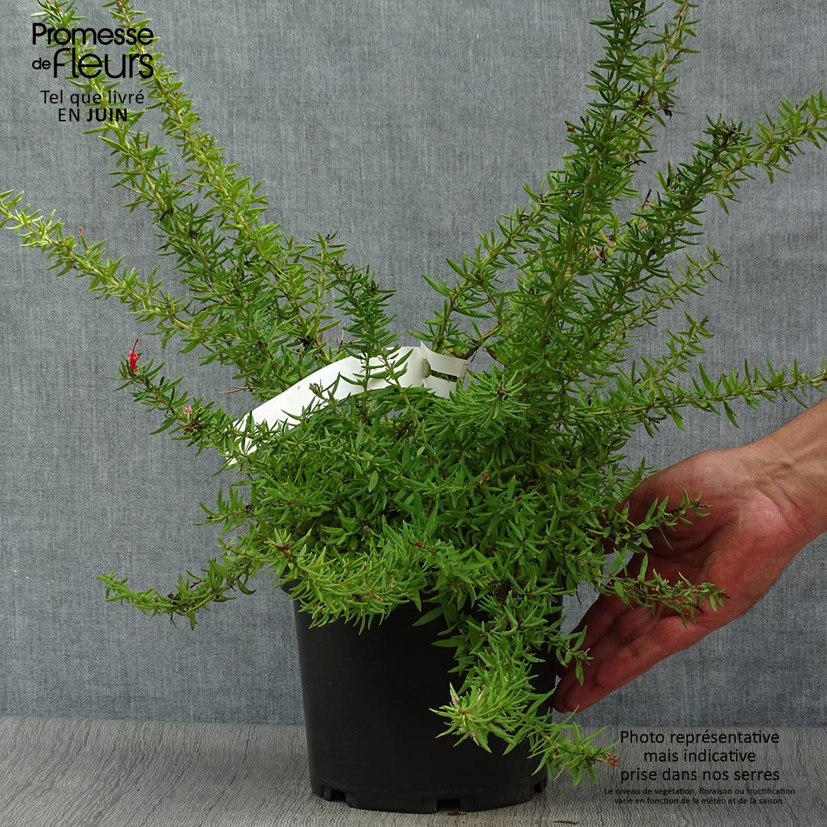 Promesse de Fleurs - Grevillea juniperina New Blood Pot de 2L/3L - Image 2