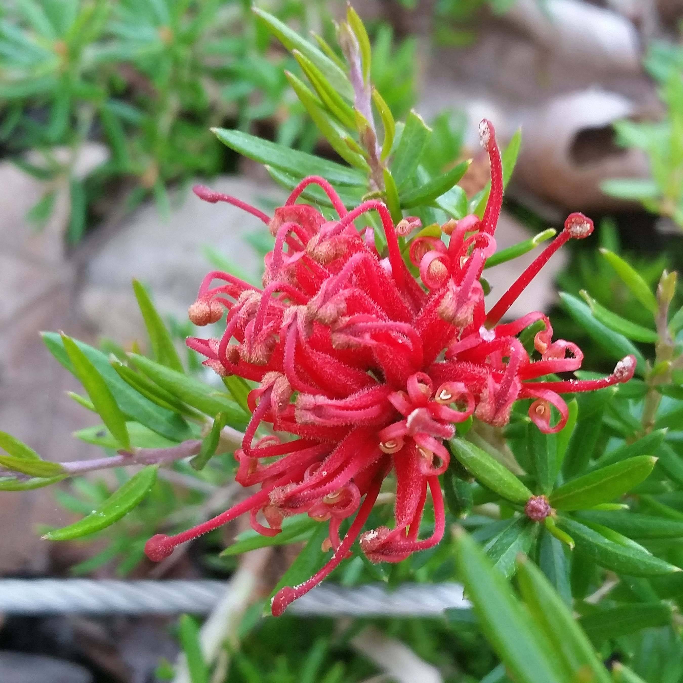 Promesse de Fleurs - Grevillea juniperina New Blood Pot de 2L/3L