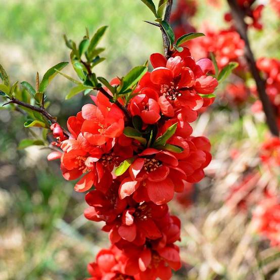 Cognassier du Japon Mango Storm® 'Mincha01', Chaenomeles à fleurs Orange - feuillage Caduc - Pot de 3L - 20/40 cm- hauteur à maturité De 3,00 m à 5,0 - Image 1