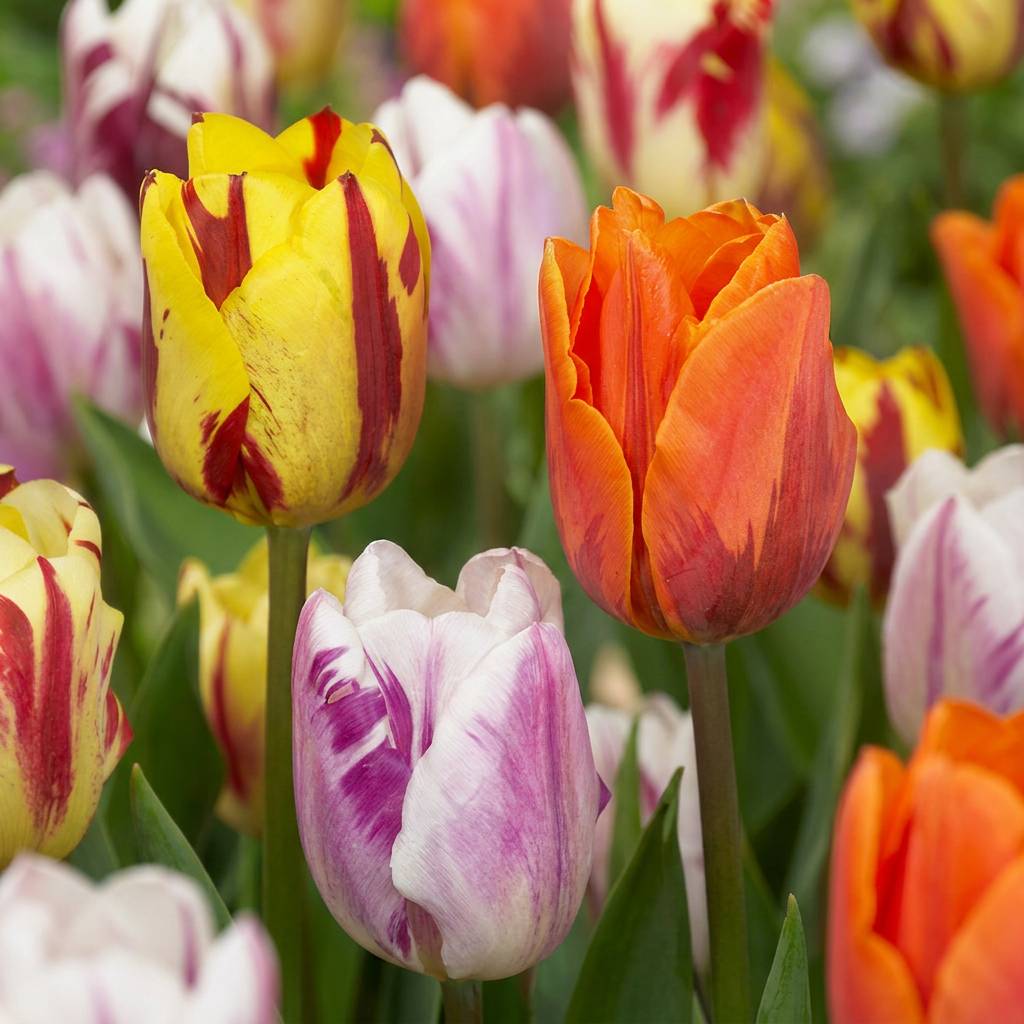 La Green Touch - Tulipe en mélange Flaming Beauty - 15 bulbes - calibre 11/12 - Image 1