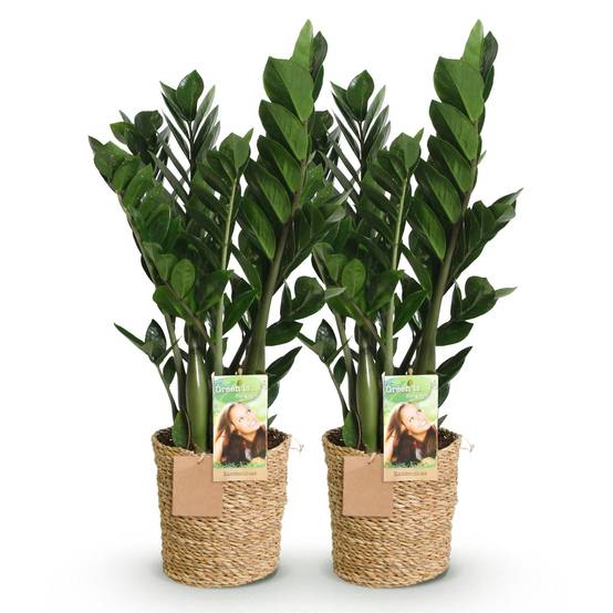Zamioculcas Zamiifolia - D17 H75cm - Image 3