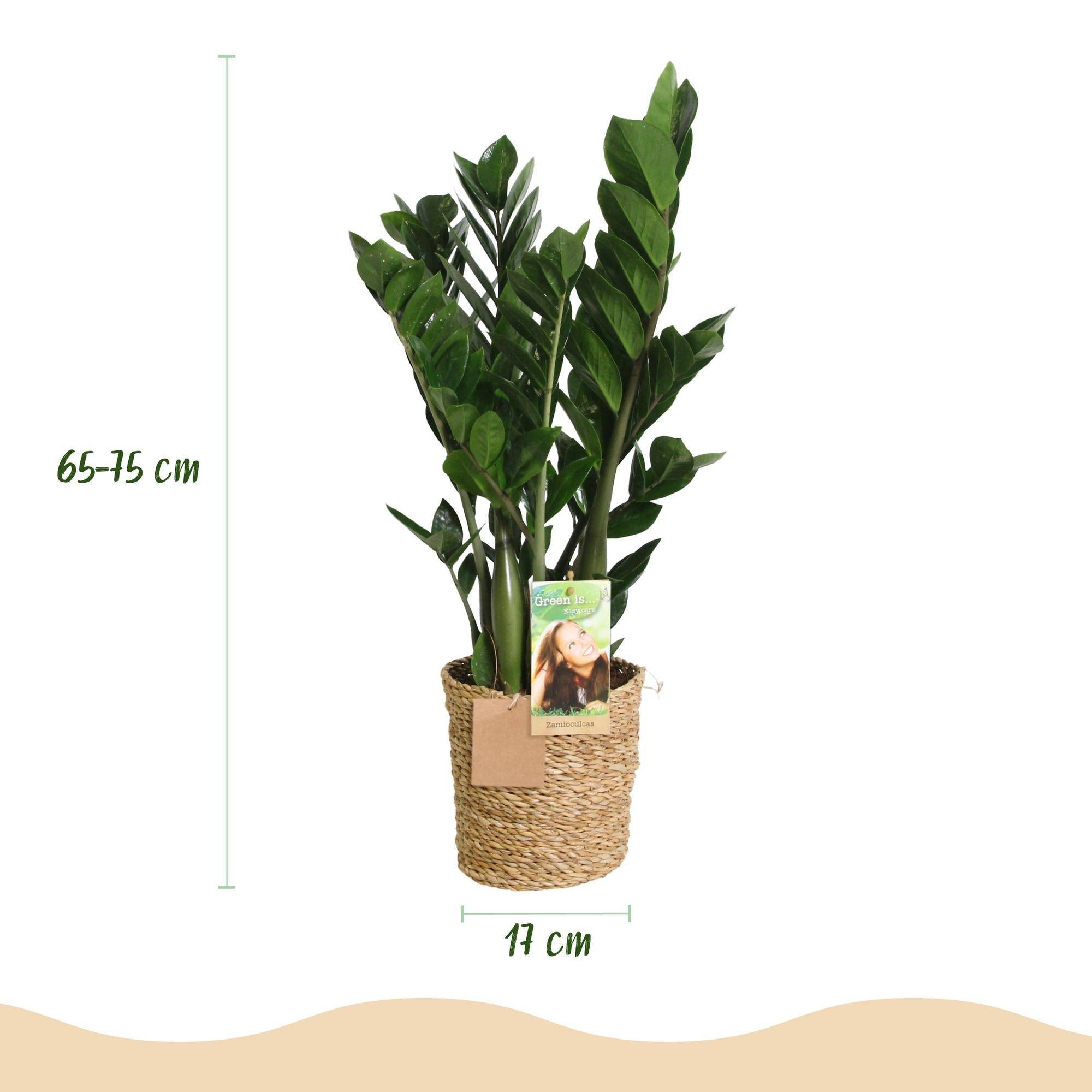 Zamioculcas Zamiifolia - D17 H75cm - Image 4