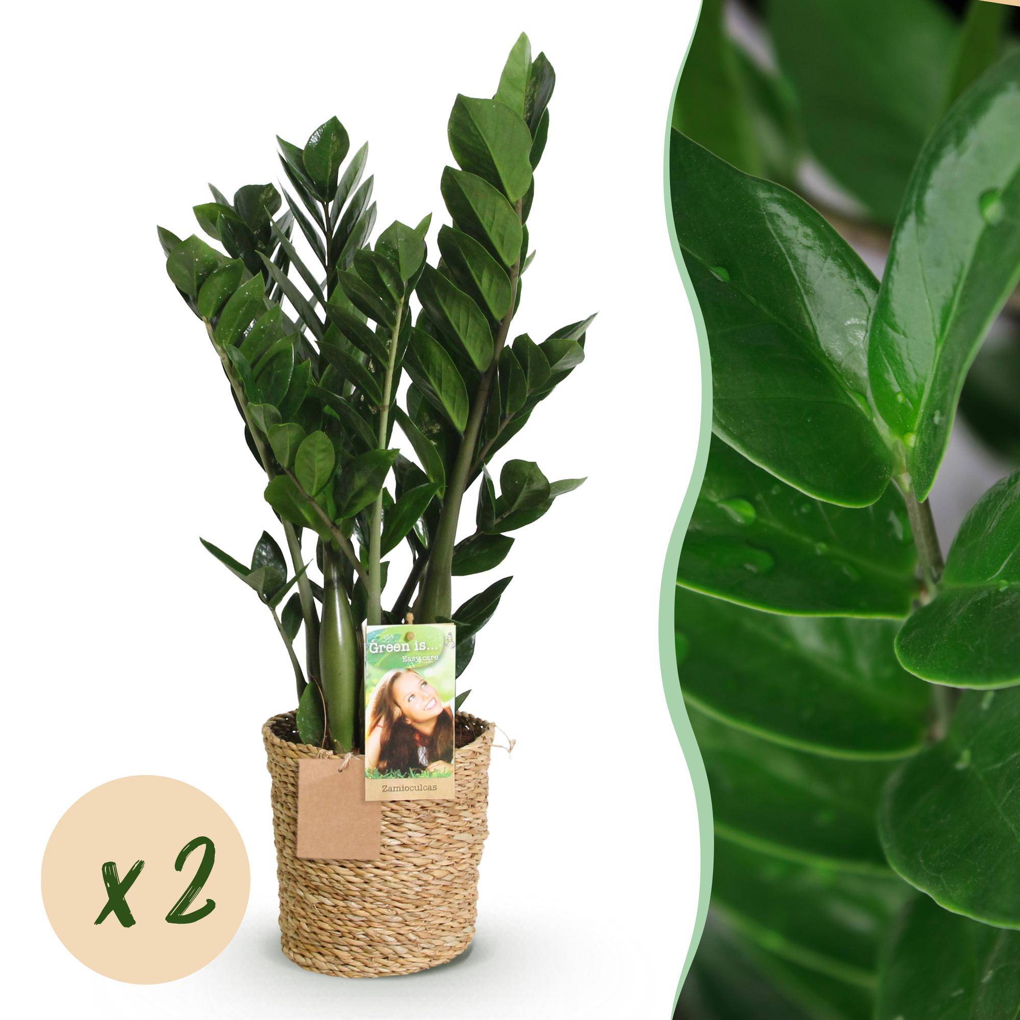 Zamioculcas Zamiifolia - D17 H75cm - Image 2