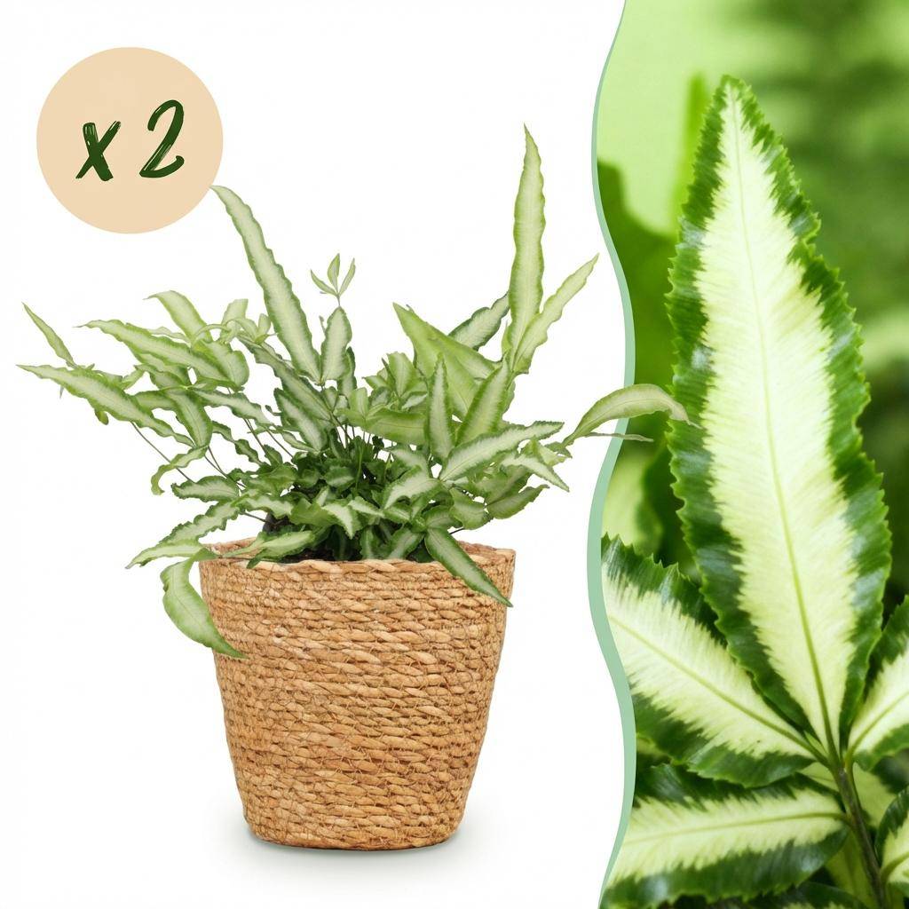 Pteris cretica Albolineata - Pet-friendly - Plante fougère - Pot de 12cm - Hauteur 20-30cm - 2 plantes - Panier - Plantes d'intérieur - Image 1