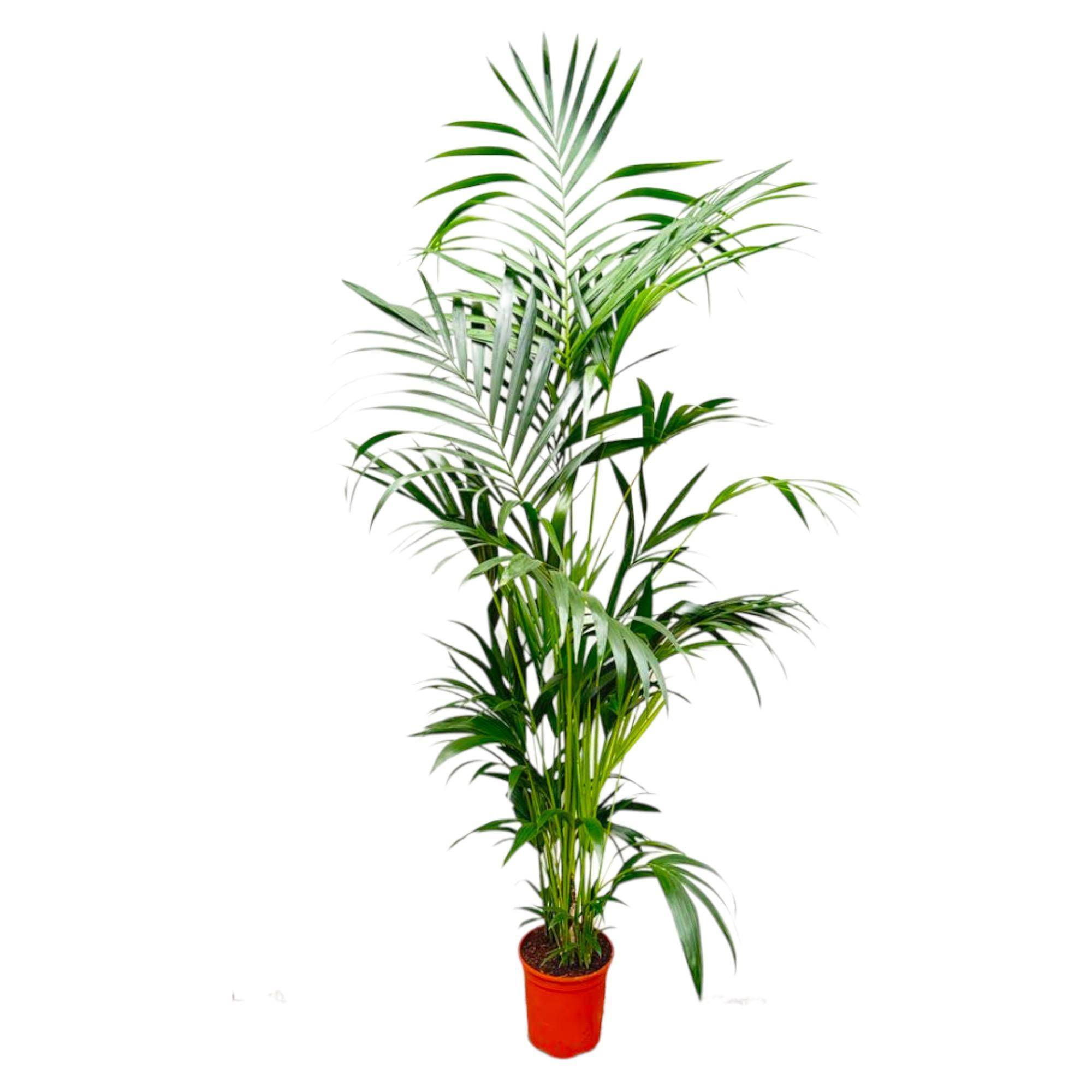 Palmier Kentia - Plantes d'intérieur - Image 1
