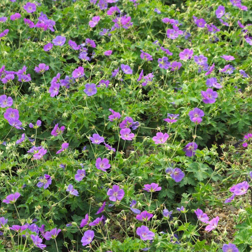 Géranium vivace Rozanne® 'Gerwat' - Prêt à planter à fleurs Bleue - feuillage Persistant - Pot de 2 litres - 20/40 cm-  hauteur à maturité De 0,15 m à