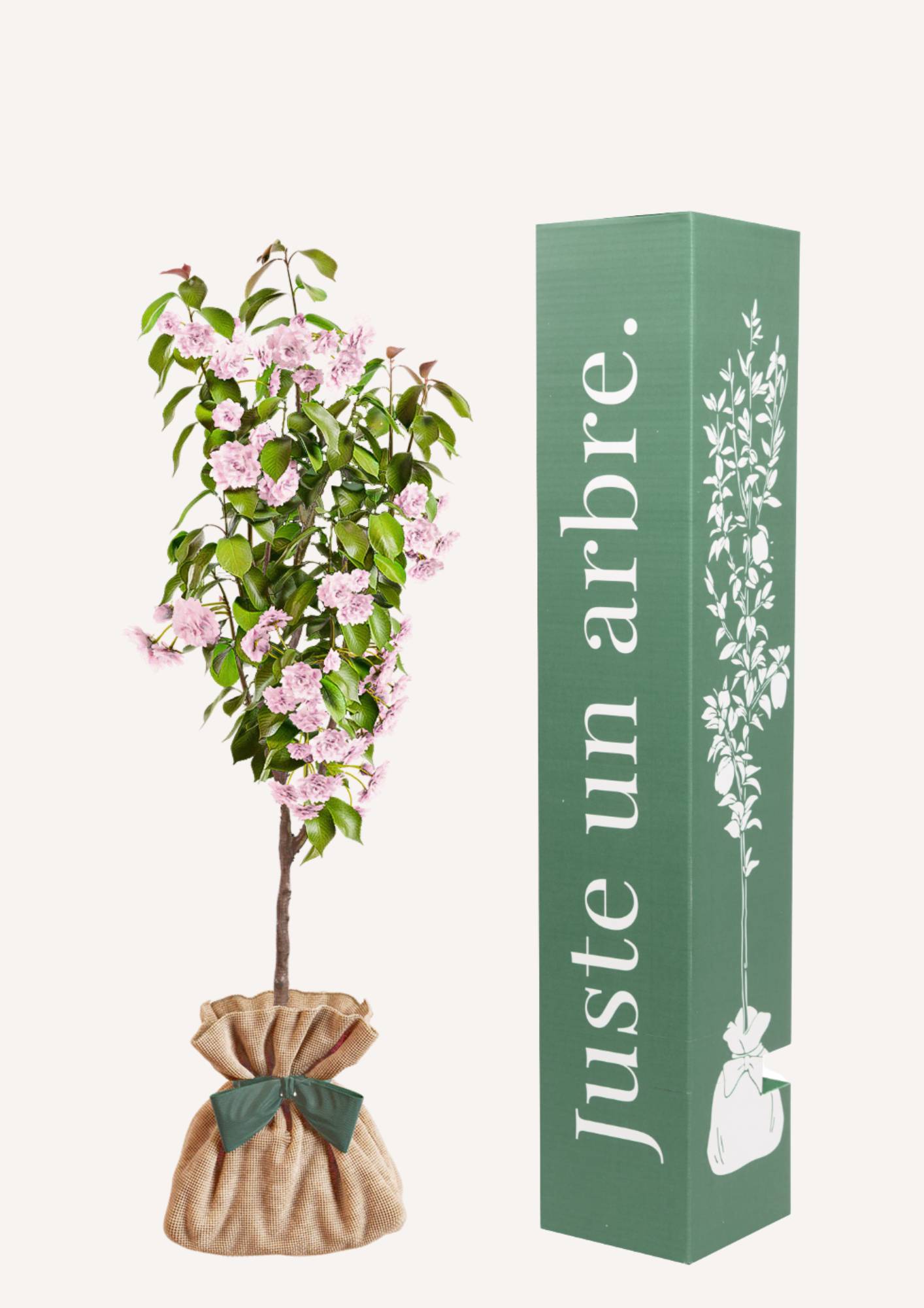 Juste Un Arbre - Cerisier du Japon à Fleurs "Kanzan" | Idée cadeau symbolique pour naissance, mariage, anniversaire – Arbuste rustique au feuillage coloré et élégant - Image 1