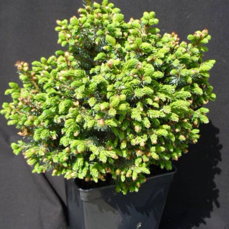 Épicéa de Serbie nain, Picea omorika - Pot de 3L - 20/40 cm - Image 5