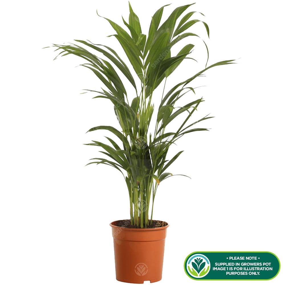 Gardenersdream - 1 X Palmier Papillion Dypsis Lutescens Plante D’Intérieur Arbre Vivant En Pot - GardenersDream - Image 2