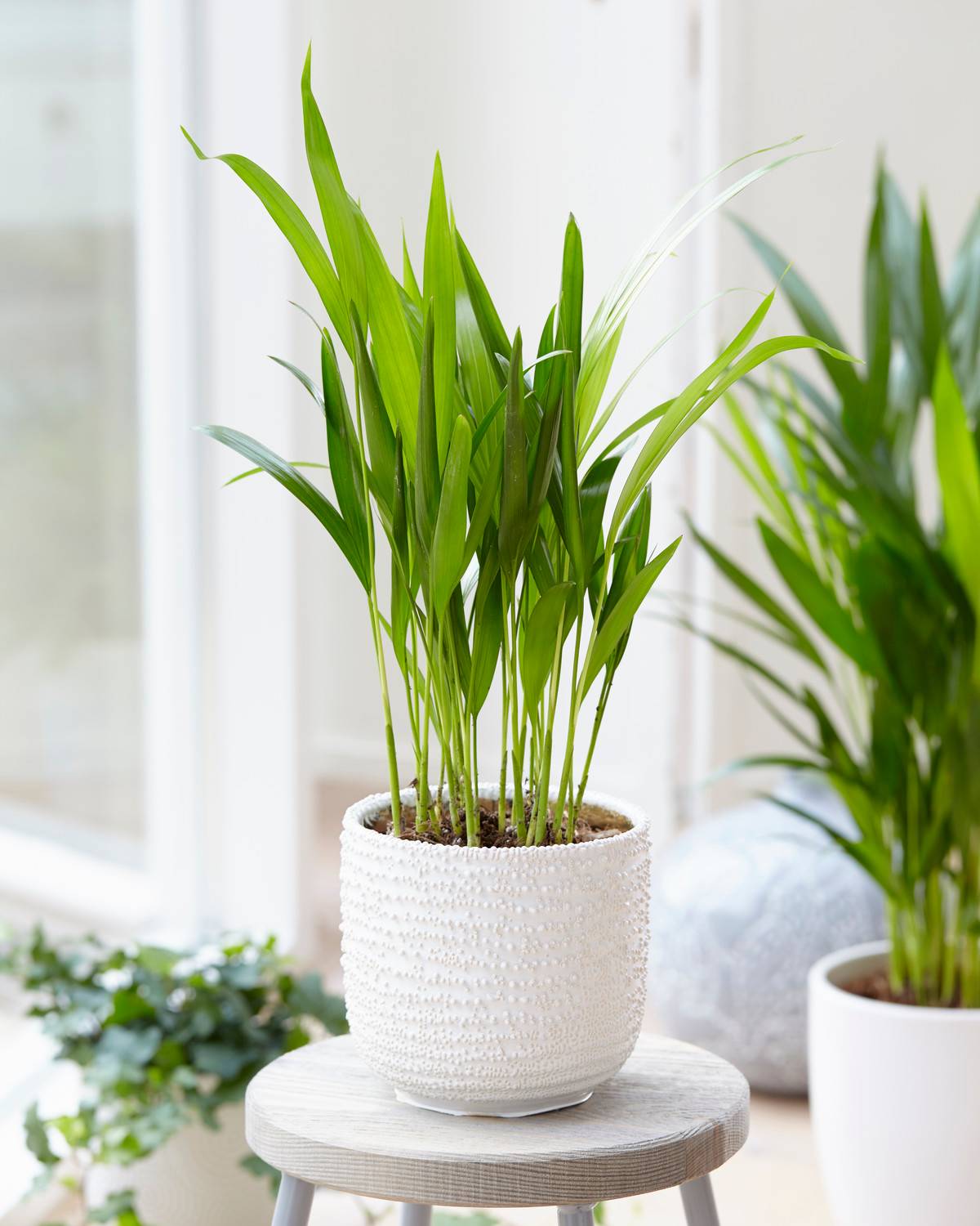 Gardenersdream - 1 X Palmier Papillion Dypsis Lutescens Plante D’Intérieur Arbre Vivant En Pot - GardenersDream - Image 1