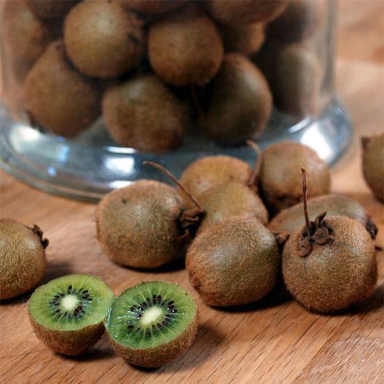 Promesse de Fleurs - Kiwi Jenny (autofertile) - Actinidia deliciosa Pot de 1,5L/2L