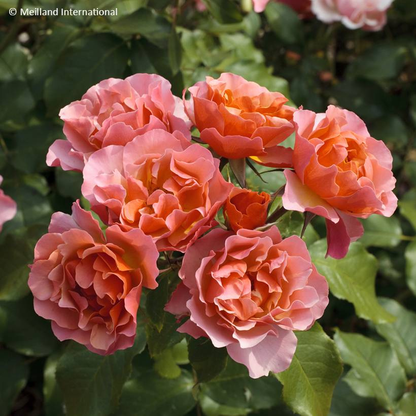 Rosier à fleurs groupées Jean Cocteau Pot de 4L/5L