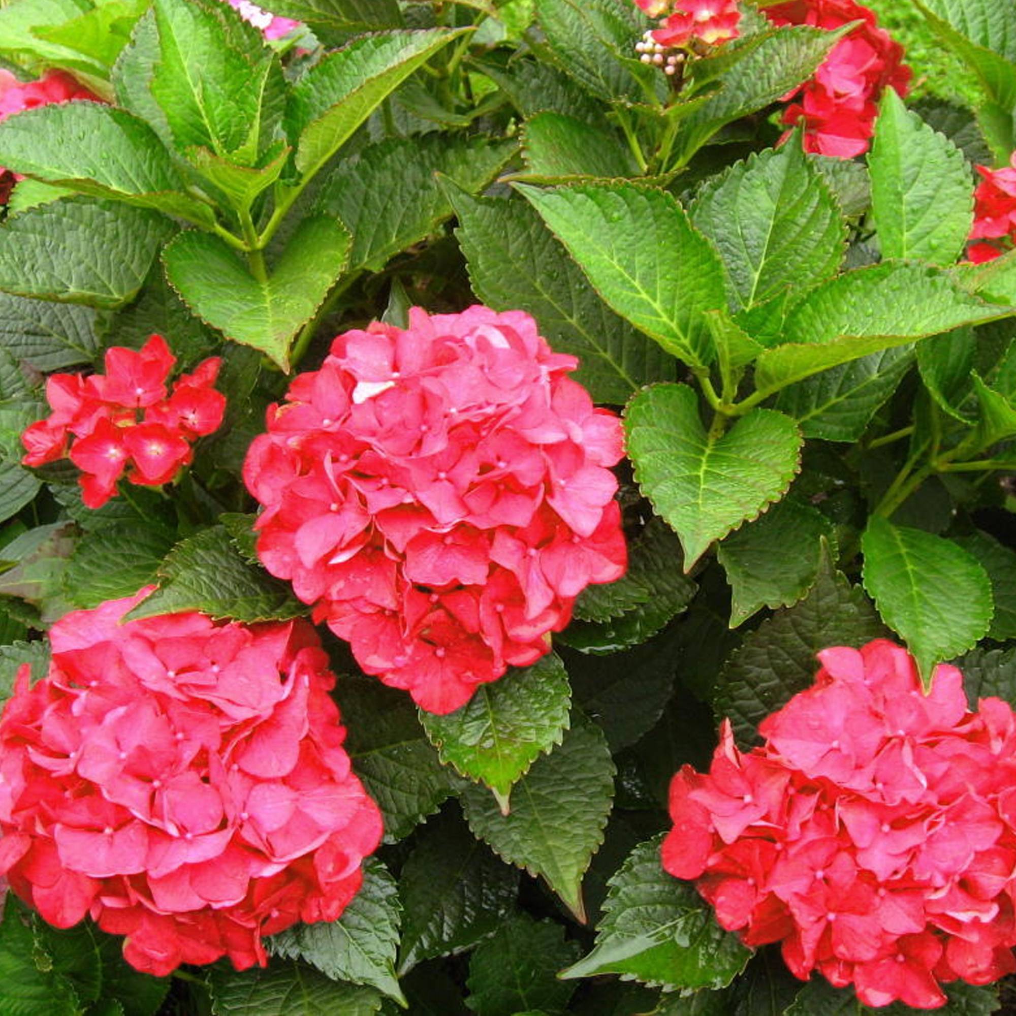 Gardenersdream - Hortensia macrophylla arbre patio rouge, pot 3L, 50-90 cm - idéal pour jardins et patios - GardenersDream - Image 4