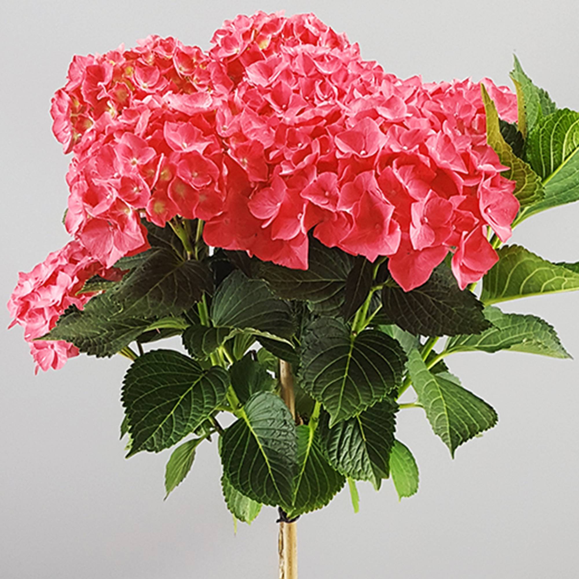 Gardenersdream - Hortensia macrophylla arbre patio rouge, pot 3L, 50-90 cm - idéal pour jardins et patios - GardenersDream - Image 2
