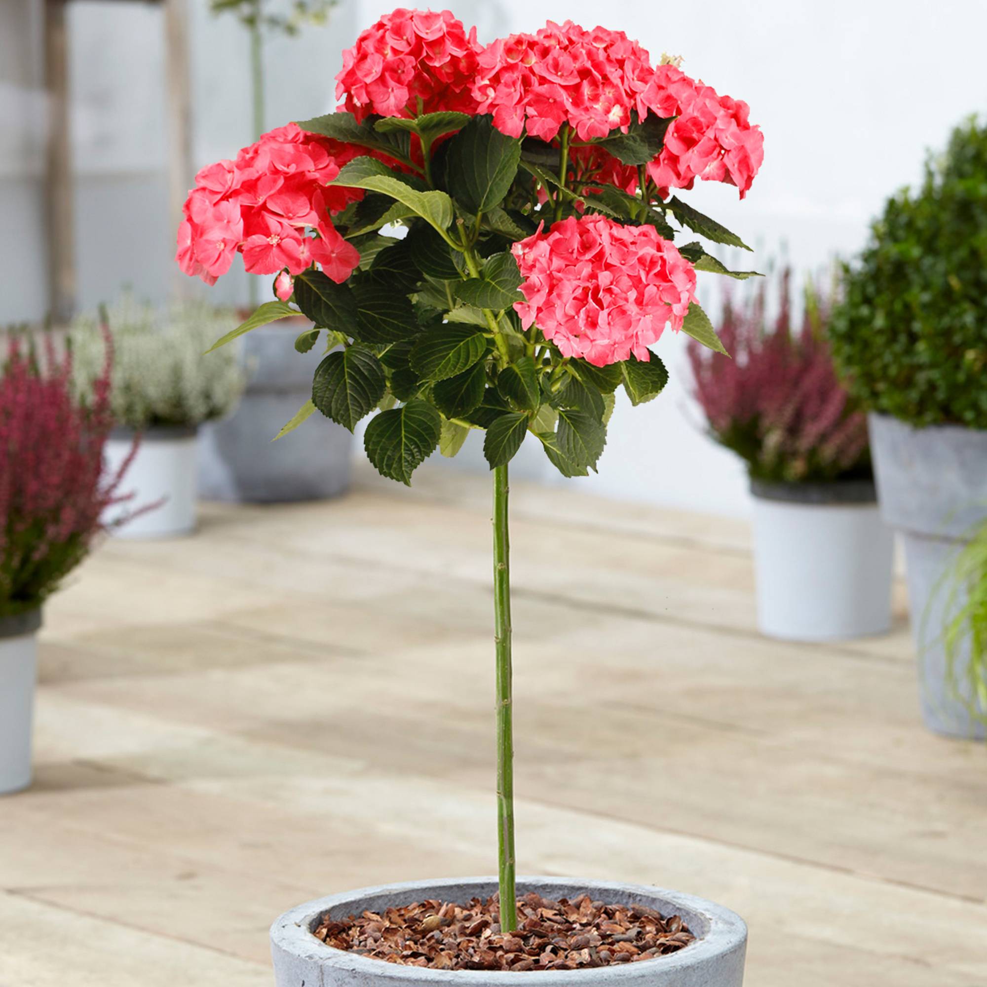 Gardenersdream - Hortensia macrophylla arbre patio rouge, pot 3L, 50-90 cm - idéal pour jardins et patios - GardenersDream - Image 1