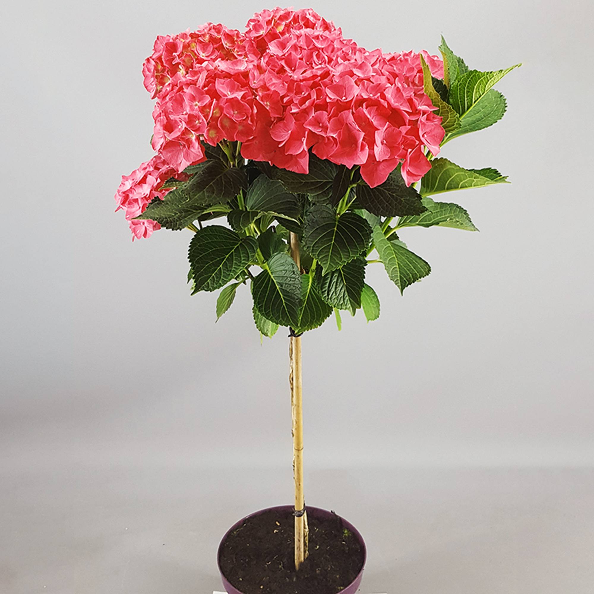 Gardenersdream - Hortensia macrophylla arbre patio rouge, pot 3L, 50-90 cm - idéal pour jardins et patios - GardenersDream - Image 3