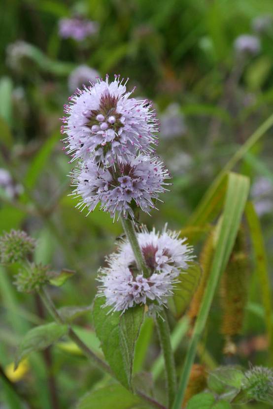 Mentha Aquatica - Menthe aquatique - Plantes de bassin - Plantes aquatiques - H. 10-20 cm - P. 9 cm - Image 2