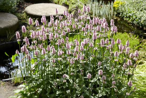 Mentha Aquatica - Menthe aquatique - Plantes de bassin - Plantes aquatiques - H. 10-20 cm - P. 9 cm - Image 3