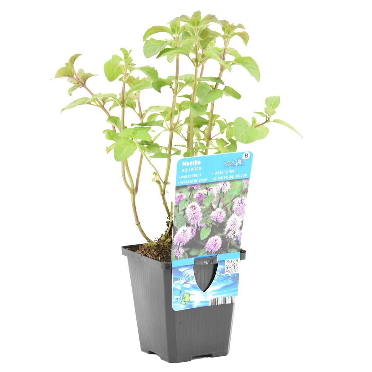 Mentha Aquatica - Menthe aquatique - Plantes de bassin - Plantes aquatiques - H. 10-20 cm - P. 9 cm - Image 1